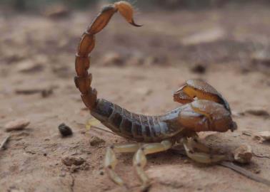 Reportan plaga de alacranes en Zacatecas ¿Cómo mantenerlos lejos de casa? | IA