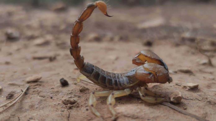 Reportan plaga de alacranes en Zacatecas ¿Cómo mantenerlos lejos de casa? | IA Reportan plaga de alacranes en Zacatecas ¿Cómo mantenerlos lejos de casa? | IA