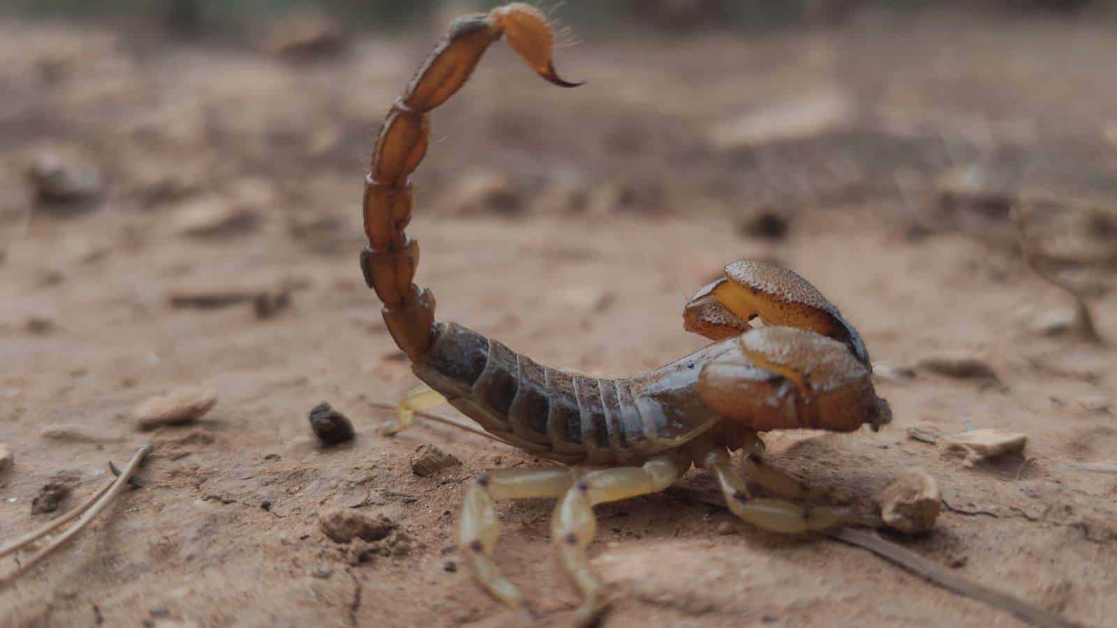 Reportan plaga de alacranes en Zacatecas ¿Cómo mantenerlos lejos de casa? | IA