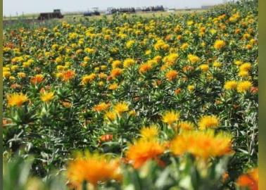 Mínima el área de cártamo en el Valle del Yaqui