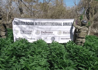 Fuerzas federales destruyen más de 11 toneladas de mariguana en Sinaloa