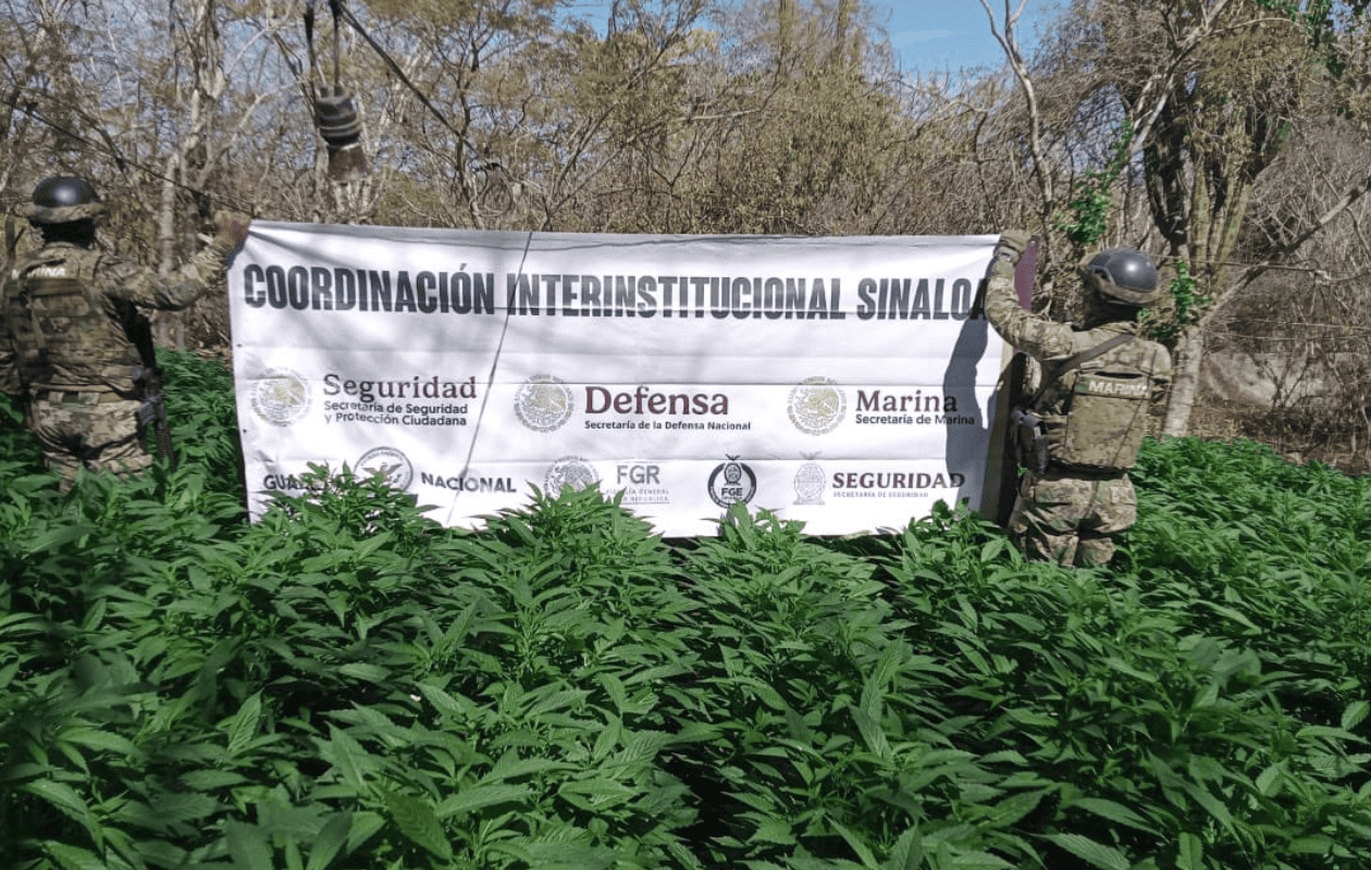 Fuerzas federales destruyen más de 11 toneladas de mariguana en Sinaloa