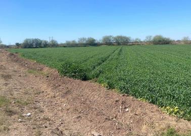 Impacta a economía la crisis del campo