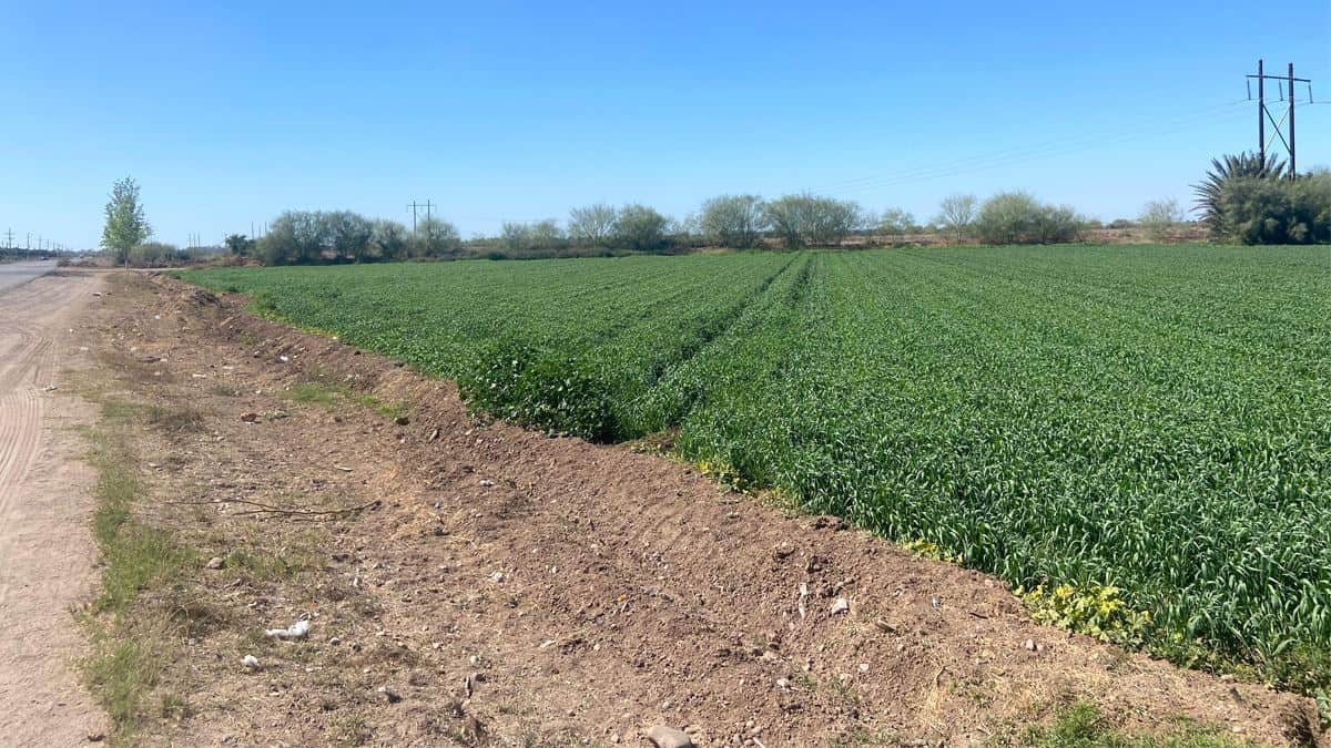 Impacta a economía la crisis del campo