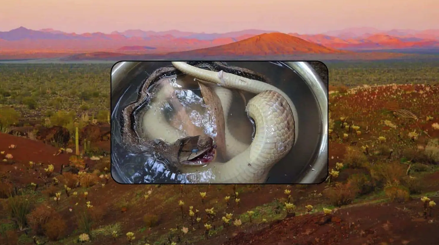 Caldo de víbora, el exótico platillo del desierto de Sonora