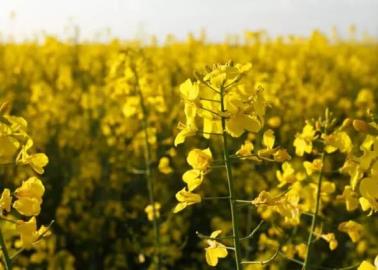 El Valle del Yaqui tiene potencial para siembra de canola