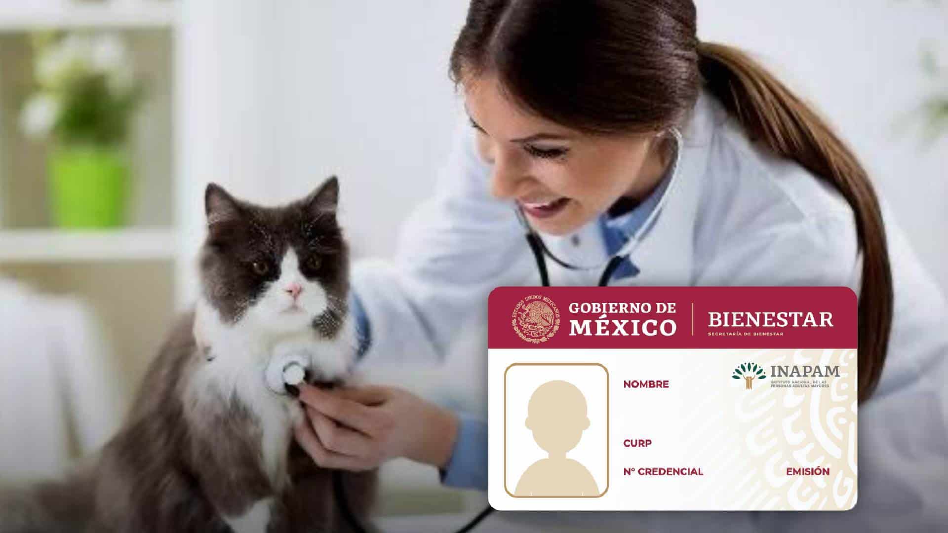 Inapam: ¿Cuáles son los veterinarios que dan descuento en todo México?