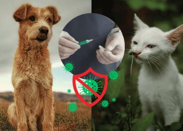 ¿Cuándo es el mejor momento para aplicar la vacuna contra rabia a los perros y gatos? Esto dicen los expertos