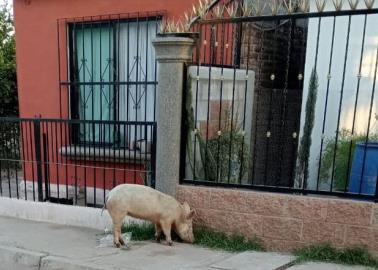 Hartos por presencia de cerdos en la Comisaría de Esperanza