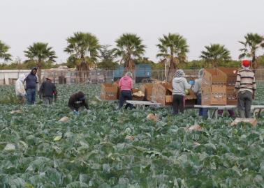 Productores del Valle del Yaqui y Mayo están preocupados por aplicación de aranceles