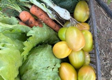 Invitan al Mercadito Orgánico en Ciudad Obregón