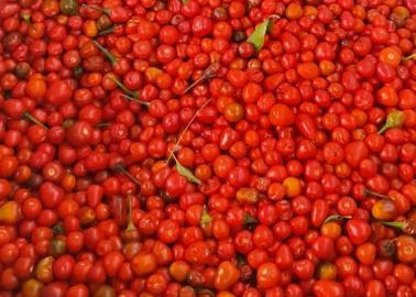 En el Valle del Yaqui le apuestan a la siembra de chiltepín