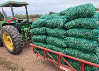 Avanza cosecha de hortalizas en el Valle del Mayo