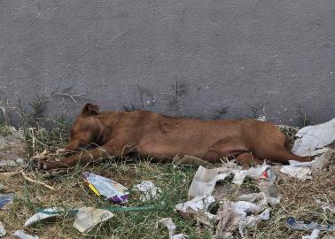 Siguen jaurías en calles de Cajeme: Ayuntamiento diseña nueva estrategia