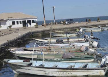 Frena pesca en el sur presencia de tiburones