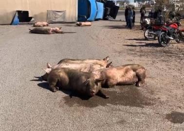 Vuelca tráiler cargado de cerdos al norte de Ciudad Obregón