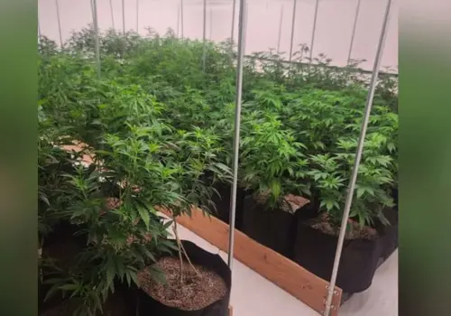 Hallan invernadero de Mariguana en comunidad Seri de Hermosillo