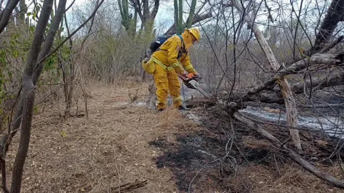 Navojoa en amenaza activa por incendios forestales; ya suman cuatro este 2025 Navojoa en amenaza activa por incendios forestales; ya suman cuatro este 2025