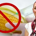 A partir de este martes queda prohibido el maíz transgénico en México