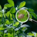 Conoce las plantas que atraen chinches de manera natural y se deben evitar