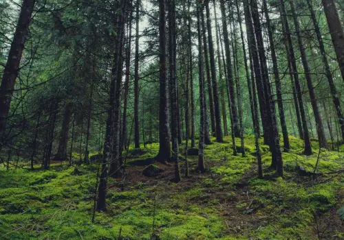 La importancia de los bosques para el planeta: biodiversidad y cambio climático
