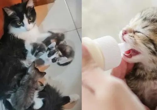 ¿Por qué algunas gatas se comen a sus crías al nacer?