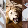 10 cosas que el Feng Shui recomienda NO tener en tu casa para alejar las malas energías