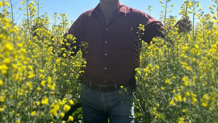 Canola tiene buen desarrollo en el Valle del Yaqui; es una alternativa ante la sequía Canola tiene buen desarrollo en el Valle del Yaqui; es una alternativa ante la sequía