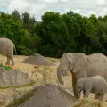 ¿Cuáles son los 3 mejores zoológicos de México, según la inteligencia artificial?