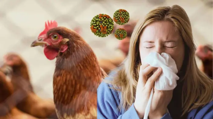 Gripe aviar: ¿Cuáles son los síntomas y que medidas preventivas se deben tomar? Gripe aviar: ¿Cuáles son los síntomas y que medidas preventivas se deben tomar?