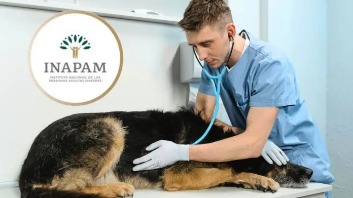 Inapam: lista de veterinarios que dan descuento en Hermosillo ¿En dónde se ubican? Inapam: lista de veterinarios que dan descuento en Hermosillo ¿En dónde se ubican?