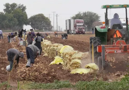 Llaman a quitar la soca de papa en el Valle del Yaqui