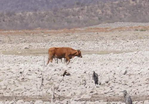 Ganaderos de Buenavista "claman" por las lluvias