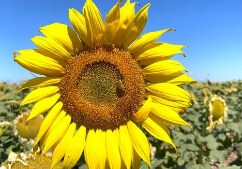 Girasol, un cultivo lleno de colorido en el Valle del Yaqui