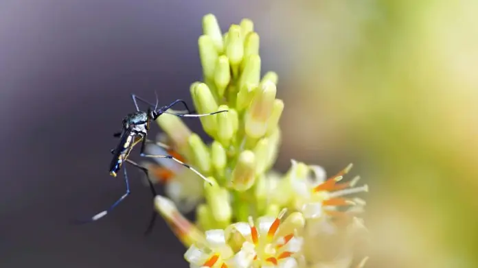 ¿Quieres alejar a los mosquitos de tu casa? Estas plantas son imanes para estos insectos ¿Quieres alejar a los mosquitos de tu casa? Estas plantas son imanes para estos insectos