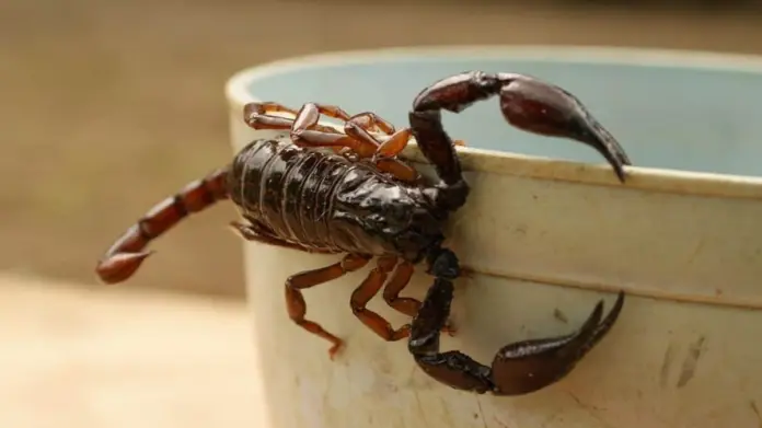 En Jalisco buscan prevenir picaduras de alacranes: ¿Cuáles son los síntomas y qué debes hacer en esos casos? En Jalisco buscan prevenir picaduras de alacranes: ¿Cuáles son los síntomas y qué debes hacer en esos casos?