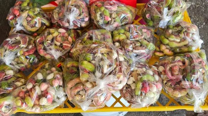 Los primeros guamúchiles de la temporada Los primeros guamúchiles de la temporada