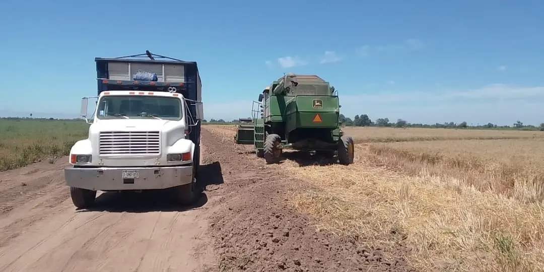 Listos transportistas del sur de Sonora para la zafra triguera
