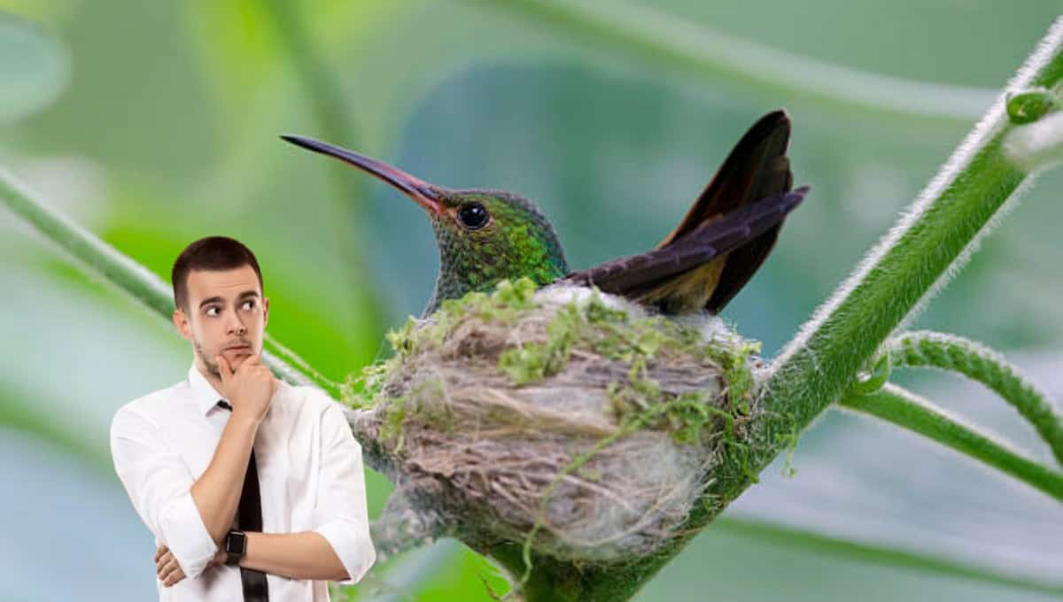 Esto significa que un colibrí haya hecho el nido en tu casa
