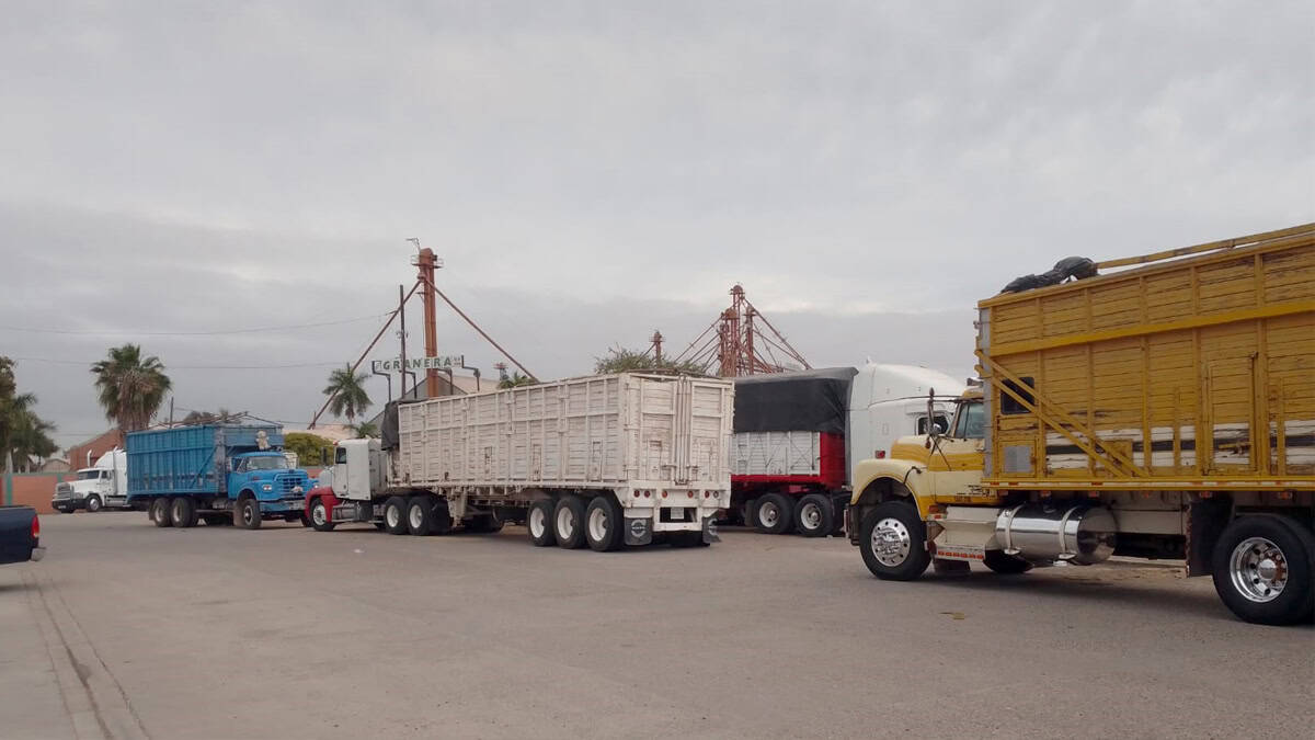 Listos transportistas para la zafra triguera