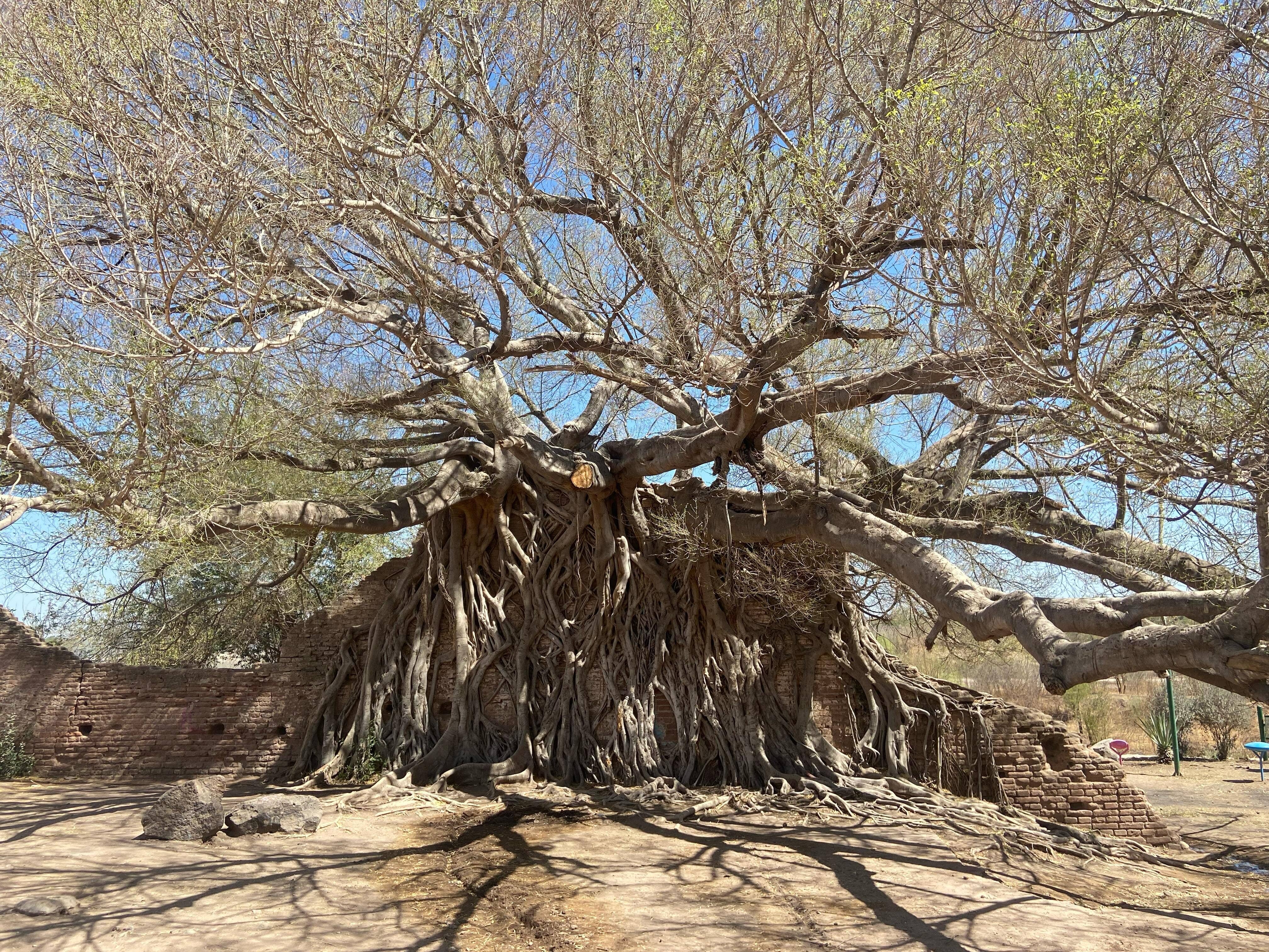 Reviven histórico árbol de nacapul