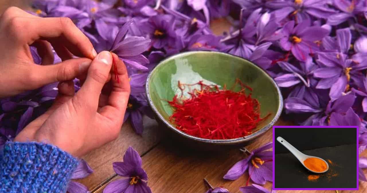 ¿Cuál es la especia más cara del mundo, conocida como oro rojo y por qué es tan costosa?