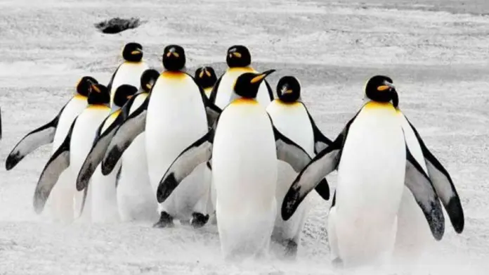 Datos fascinantes de las diferentes especies de pingüinos del mundo Datos fascinantes de las diferentes especies de pingüinos del mundo