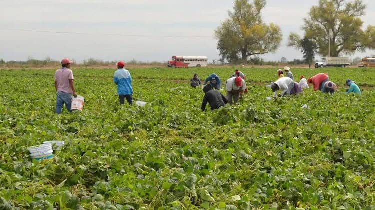 Piden atender desempleo en Huatabampo