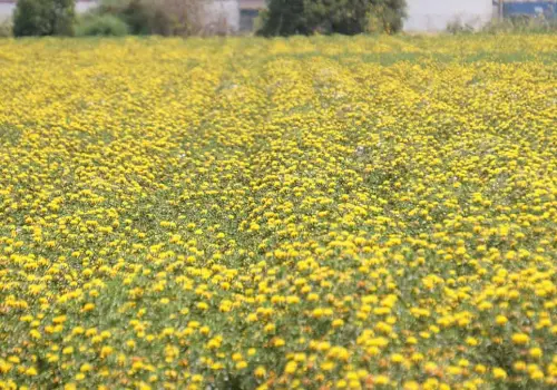 Cultivo de cártamo pinta de amarillo el Valle del Yaqui