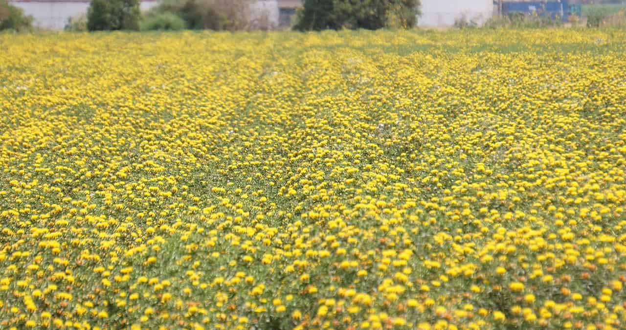 Cultivo de cártamo pinta de amarillo el Valle del Yaqui