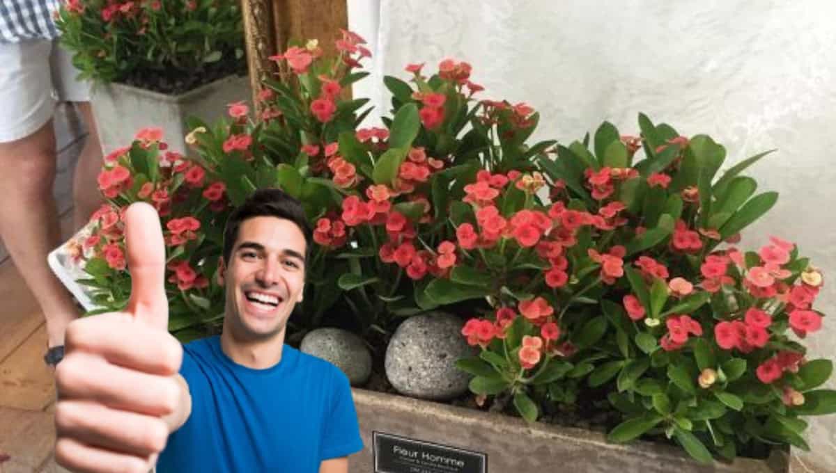Feng Shui revela dónde colocar la corona de Cristo para no discutir en casa