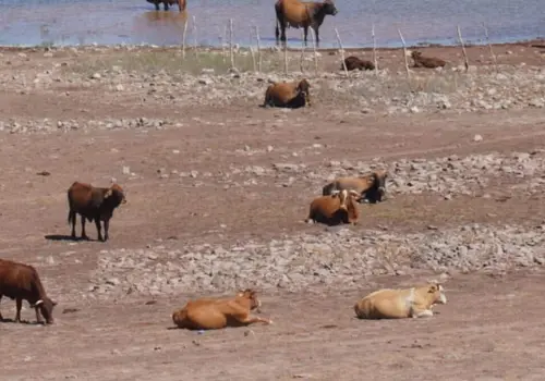 Ganaderos de Sonora claman por las lluvias, ante la inclemente sequía