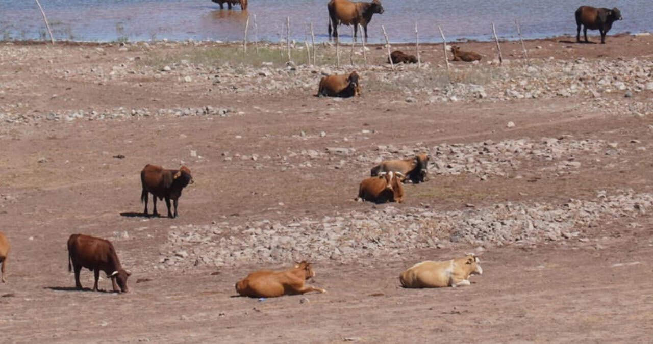 Ganaderos de Sonora claman por las lluvias, ante la inclemente sequía