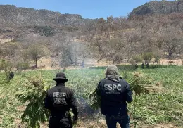 Destruyen plantío de mariguana en la Sierra de Álamos